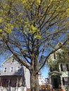 Flowering Tree