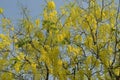 Flowering tree- Indian laburnum-Cassia fistula Royalty Free Stock Photo