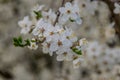 Flowering tree in the middle of spring Royalty Free Stock Photo