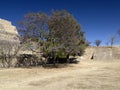 Flowering tree in Monte-Alban, Mexico Royalty Free Stock Photo