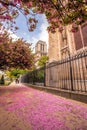 Flowering tree with Notre Dame cathedral during spring time in Paris, France