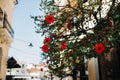 A flowering tree in the old city of Zakynthos. Flowers in a city on the island of Zakynthos Royalty Free Stock Photo