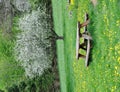 Flowering Tree with Picnic Table