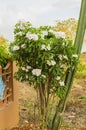 Flowering Tree Of Plumeria Obtusa Frangipani