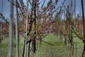 Flowering tree saplings Royalty Free Stock Photo