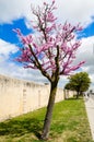 Flowering tree with small pink flowers, planted in the grass next to a wall.