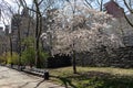 Flowering Tree during Spring at Carl Schurz Park on the Upper East Side of New York City Royalty Free Stock Photo