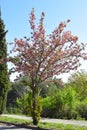 Flowering tree in the spring in Collserola Park Barcelona Royalty Free Stock Photo