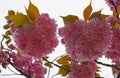 Flowering tree in the spring in Collserola Park Barcelona Royalty Free Stock Photo