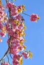 Flowering tree in the spring in Collserola Park Barcelona Royalty Free Stock Photo