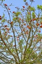 Flowering tree in the spring in Collserola Park Royalty Free Stock Photo
