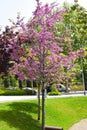 Flowering tree in the spring in Collserola Park Royalty Free Stock Photo