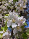 A flowering tree. Spring flowering. White flowers on a fruit tree. Apple, apricot, and cherry trees are the first to bloom in spri Royalty Free Stock Photo