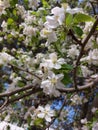 A flowering tree. Spring flowering. White flowers on a fruit tree. Apple, apricot, and cherry trees are the first to bloom in spri Royalty Free Stock Photo