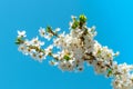 Flowering tree in spring. ÃÂ¡herry plum branch with flowers on a background of blue sky Royalty Free Stock Photo