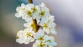 Flowering tree in spring. Plum branch with white flowers on a blurred background Royalty Free Stock Photo