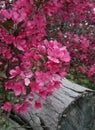 Flowering tree this spring.