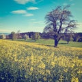 Flowering Tree