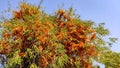 Flowering tree of Tecomella Undulata ( Rohida tree) , with blue sky