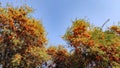 Flowering tree of Tecomella Undulata ( Rohida tree) , with blue sky