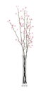Flowering tree twigs in glass vase isolated on white
