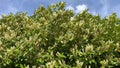 Flowering tree in the UK in spring