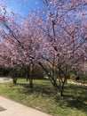 Flowering tree in Vienna