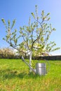 Flowering tree and watering can