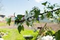 Flowering of a tree