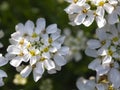 Flowering tree Royalty Free Stock Photo