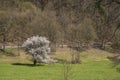 Flowering tree in the Wiesent valley