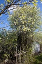 Flowering trees, abandoned cottages, spring, wooden fence and barn. Apple and cherry trees flowers