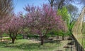 Flowering trees in Askania Nova, Ukraine