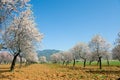 Flowering trees, Binies, Huesca Royalty Free Stock Photo