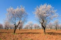 Flowering trees, Binies, Huesca Royalty Free Stock Photo
