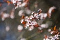 The flowering trees