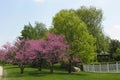 Flowering trees Royalty Free Stock Photo