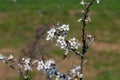 Flowering trees in the gardens in spring time