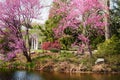 Flowering Trees by a Lake in the Spring