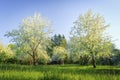 Flowering trees in orchard. White flowers on branches of trees in blossoming apple orchard. Morning landscape of tree in green Royalty Free Stock Photo