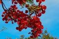 Flowering trees show off the beauty in summer