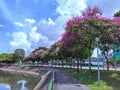 Flowering trees, Singapore Royalty Free Stock Photo
