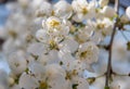 Flowering trees in the spring against the background of the sky and greenery and the bees pollinate them Royalty Free Stock Photo