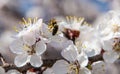 Flowering trees in the spring against the background of the sky and greenery and the bees pollinate them Royalty Free Stock Photo