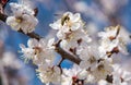 Flowering trees in the spring against the background of the sky and greenery and the bees pollinate them Royalty Free Stock Photo