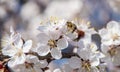 Flowering trees in the spring against the background of the sky and greenery and the bees pollinate them Royalty Free Stock Photo