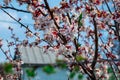 Flowering trees in the spring against a blue sky. Beginning of the season. Royalty Free Stock Photo