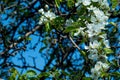 Flowering trees in the spring against a blue sky. Beginning of the season. Royalty Free Stock Photo