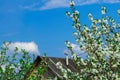 Flowering trees in the spring against a blue sky. Beginning of the season. Royalty Free Stock Photo