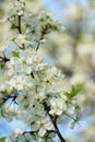 Flowering trees in spring on a blurred background, selective focus, beautiful garden and good harvest in summer. Royalty Free Stock Photo